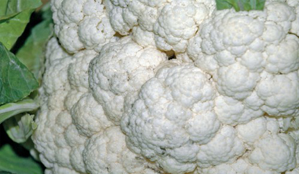 Cavolfiore gigante di Napoli