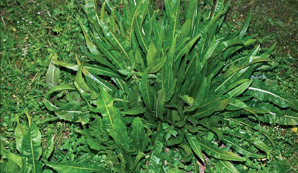 Cicoria verde di Napoli
