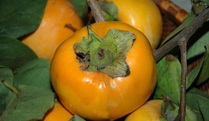 Kaki Vaniglia di Napoli