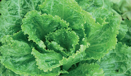 Scarola bianca riccia schiana di Napoli