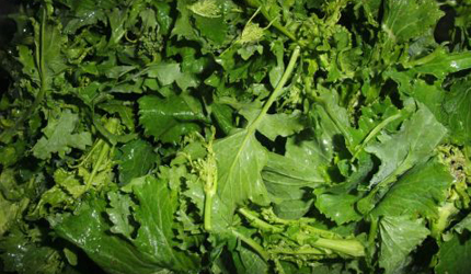 Broccoli (friarielli)