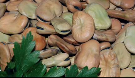 Fava  Miliscola