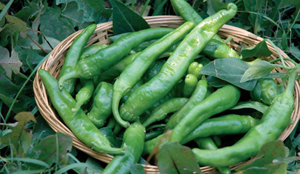 Peperoncino Verde Friariello